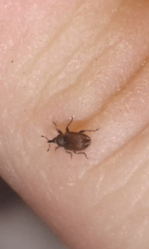 Curculionidae: Gymnetron sp.